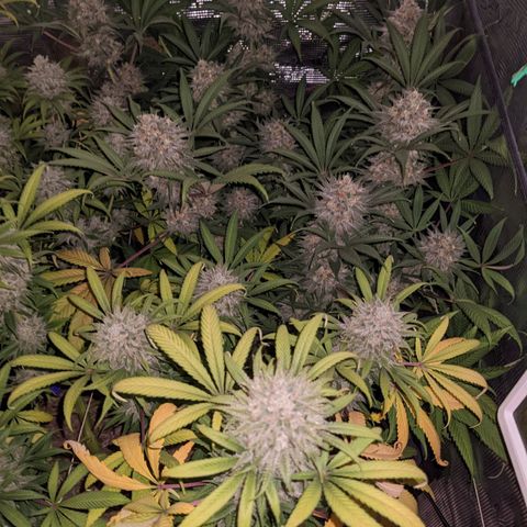 Cousin It growlog timeline photo