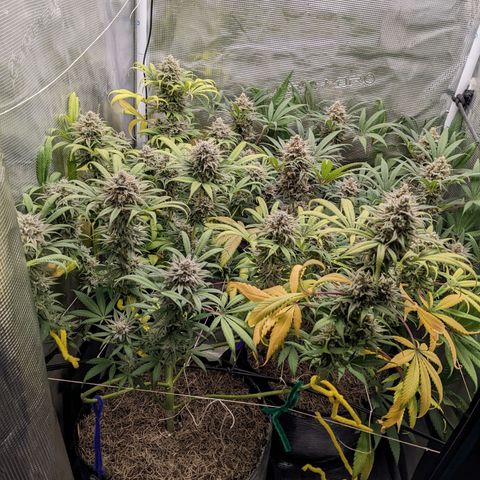 Cousin It growlog timeline photo
