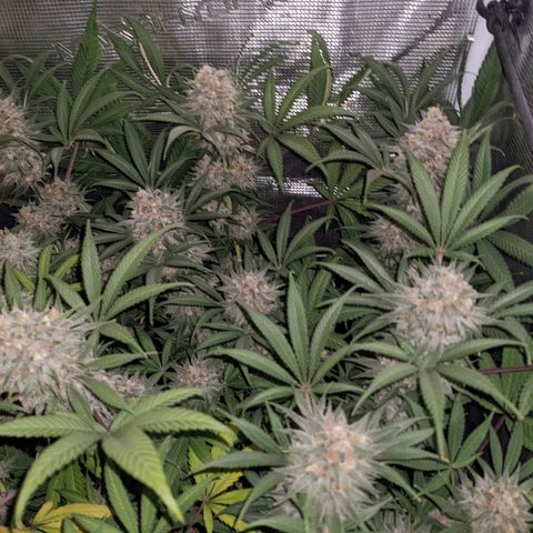Cousin It growlog timeline photo