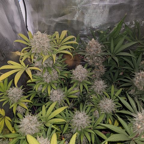 Cousin It growlog timeline photo