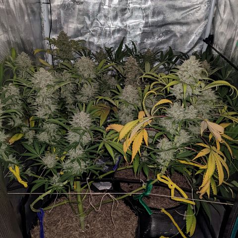 Cousin It growlog timeline photo