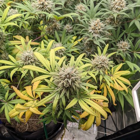 Cousin It growlog timeline photo