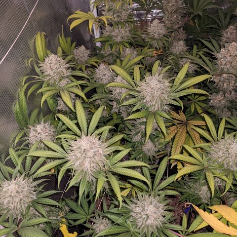 Cousin It growlog timeline photo