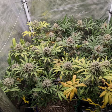 Cousin It growlog timeline photo