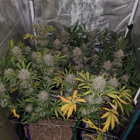 Cousin It growlog timeline photo