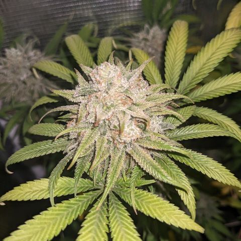 Cousin It growlog timeline photo