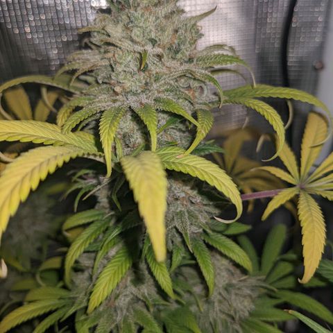Cousin It growlog timeline photo