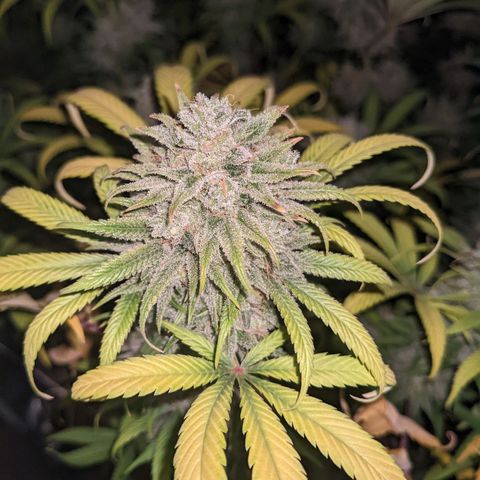 Cousin It growlog timeline photo