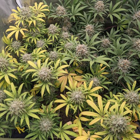 Cousin It growlog timeline photo