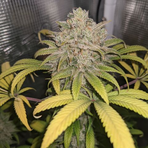Cousin It growlog timeline photo