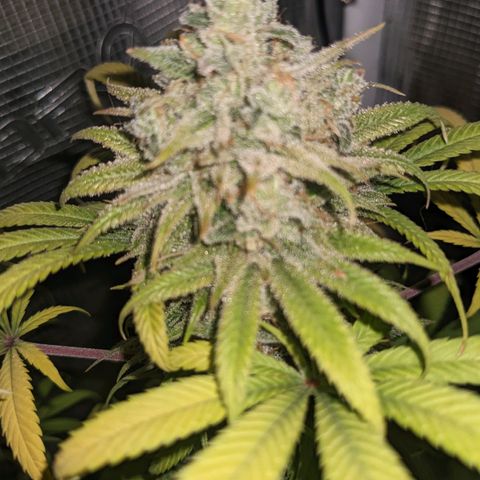 Cousin It growlog timeline photo