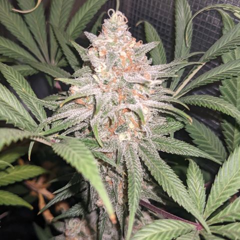 Cousin It growlog timeline photo