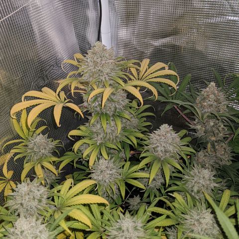 Cousin It growlog timeline photo