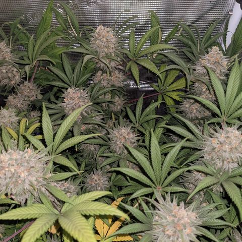Cousin It growlog timeline photo