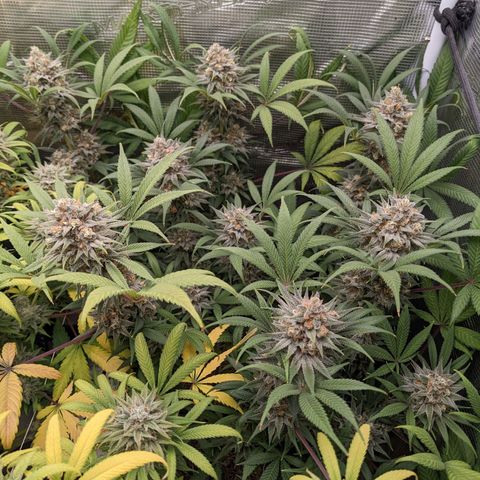 Cousin It growlog timeline photo