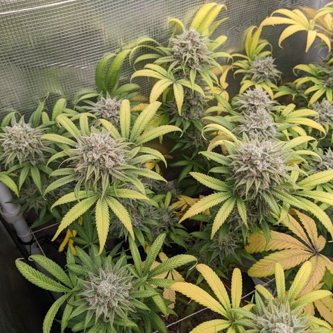 Cousin It growlog timeline photo