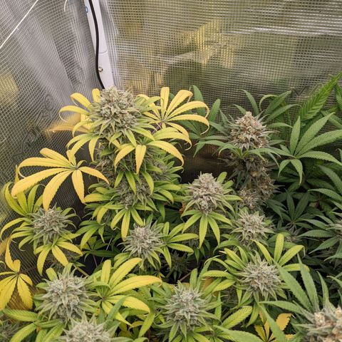 Cousin It growlog timeline photo