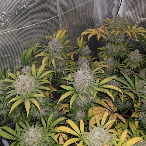 Cousin It growlog timeline photo