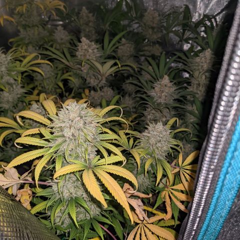 Cousin It growlog timeline photo