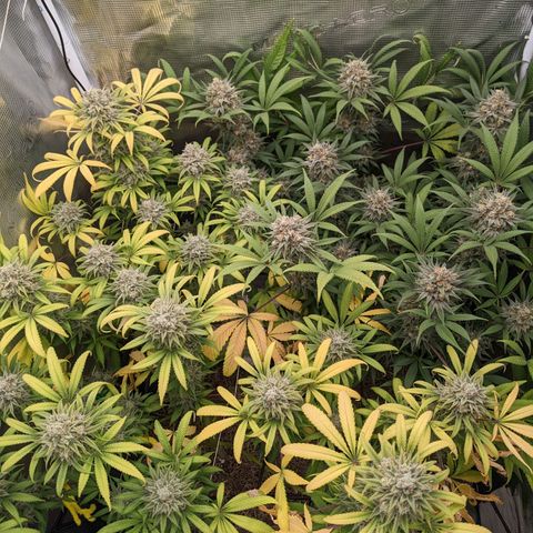 Cousin It growlog timeline photo