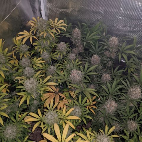 Cousin It growlog timeline photo