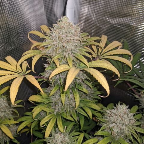 Cousin It growlog timeline photo