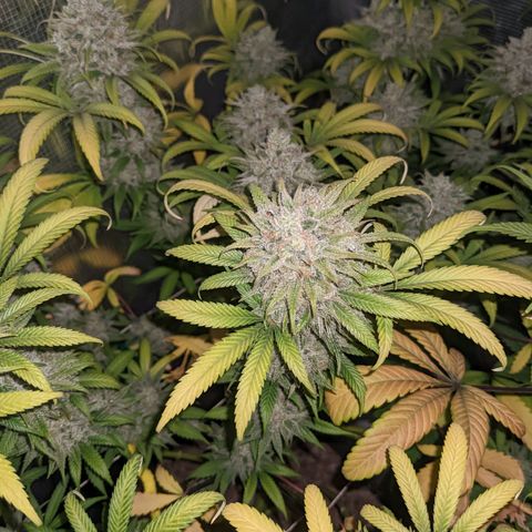 Cousin It growlog timeline photo