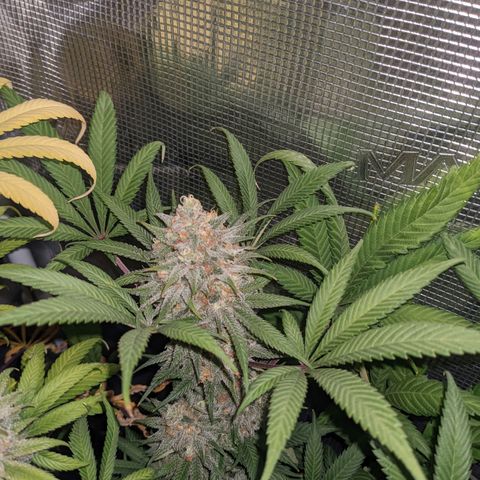 Cousin It growlog timeline photo