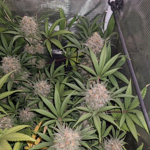 Cousin It growlog timeline photo