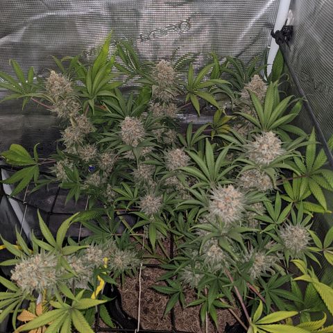 Cousin It growlog timeline photo