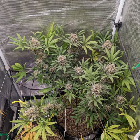Cousin It growlog timeline photo