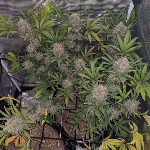 Cousin It growlog timeline photo