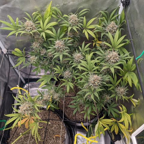 Cousin It growlog timeline photo