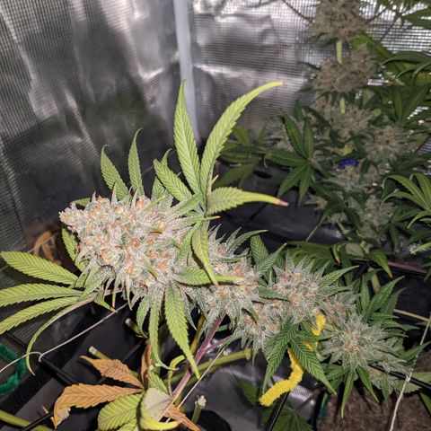 Cousin It growlog timeline photo