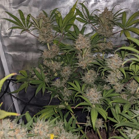 Cousin It growlog timeline photo