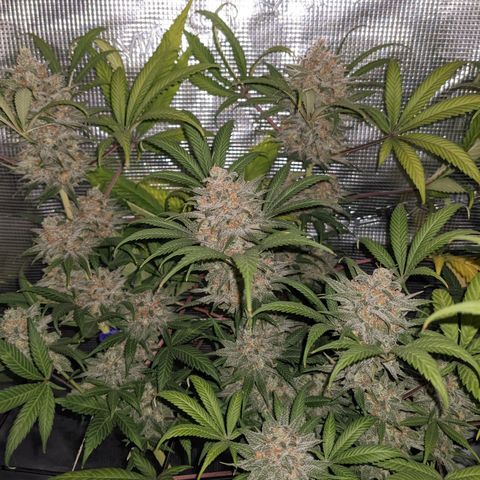 Cousin It growlog timeline photo