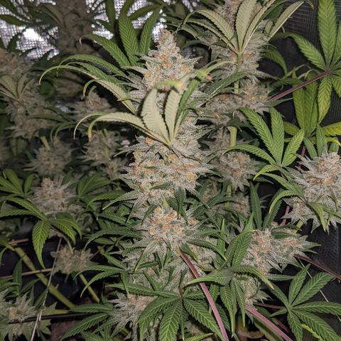 Cousin It growlog timeline photo