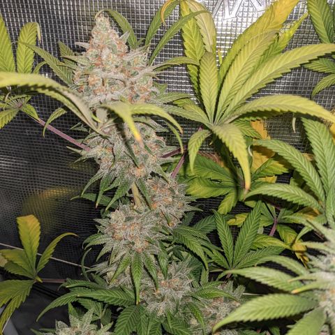 Cousin It growlog timeline photo