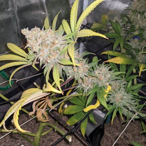 Cousin It growlog timeline photo