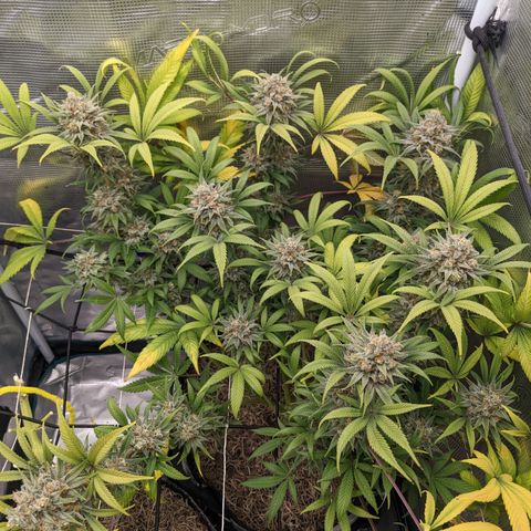 Cousin It growlog timeline photo