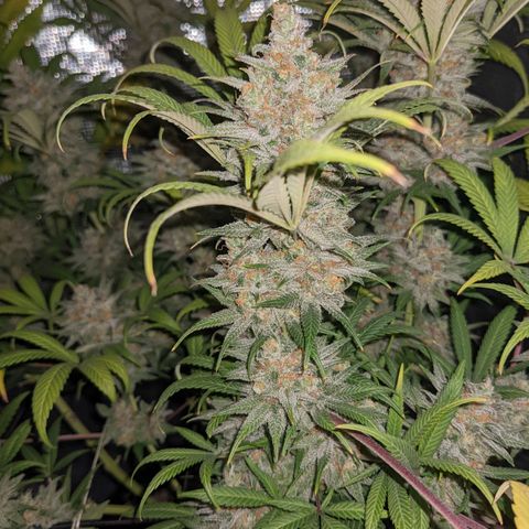 Cousin It growlog timeline photo