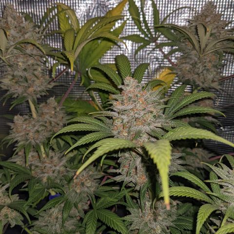Cousin It growlog timeline photo