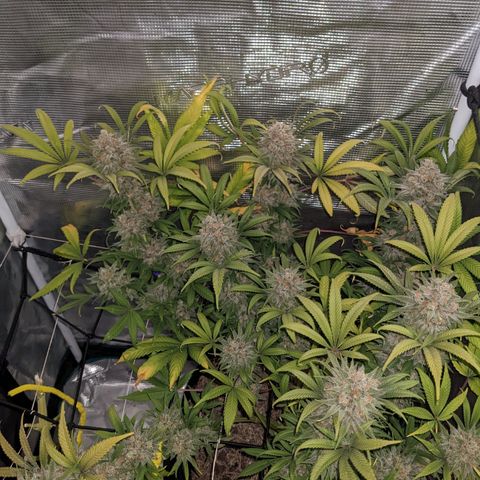 Cousin It growlog timeline photo