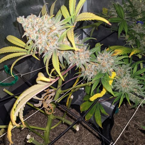Cousin It growlog timeline photo