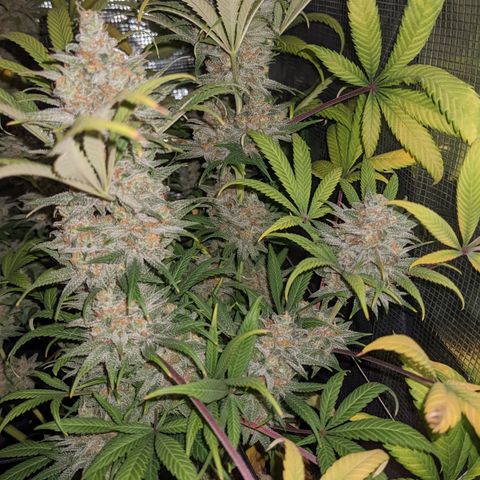 Cousin It growlog timeline photo