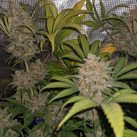 Cousin It growlog timeline photo