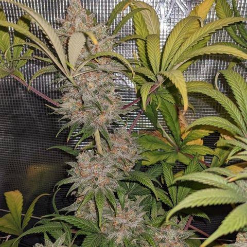 Cousin It growlog timeline photo