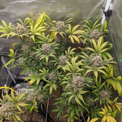 Cousin It growlog timeline photo