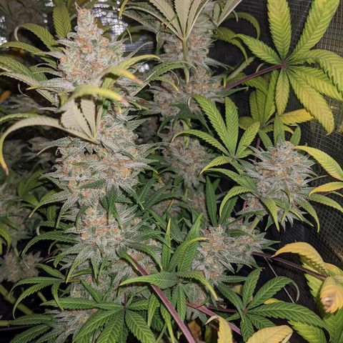 Cousin It growlog timeline photo