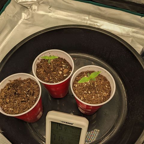 Hammond growlog timeline photo